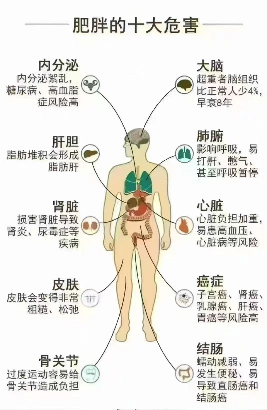 肥胖的十大危害