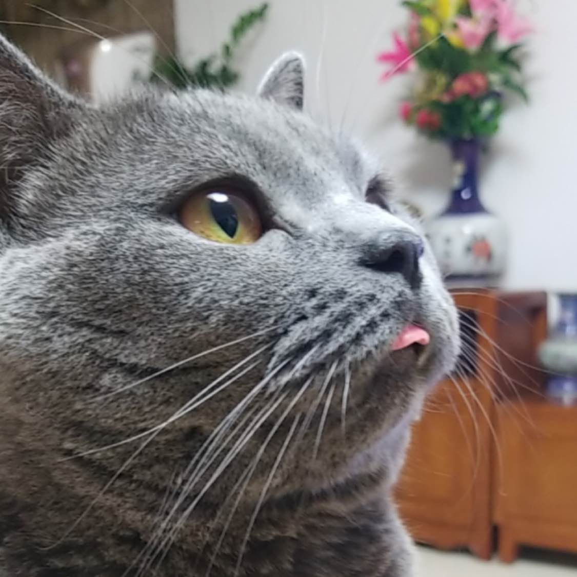肥佬鹏