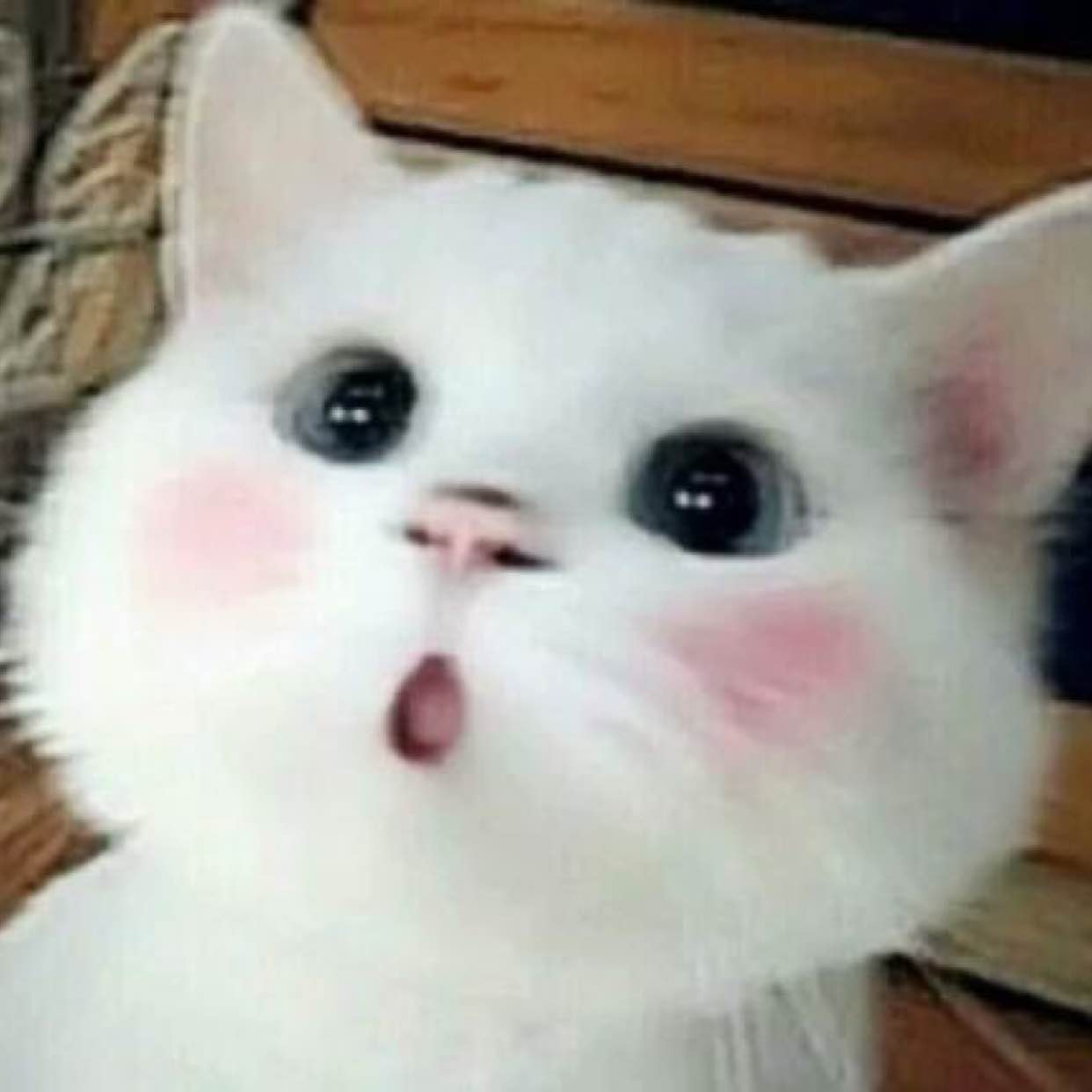 东东